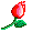 :rosa2: